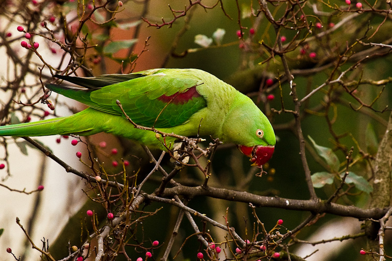 İskender papağanı » Alexandrine Parakeet » Psittacula eupatria