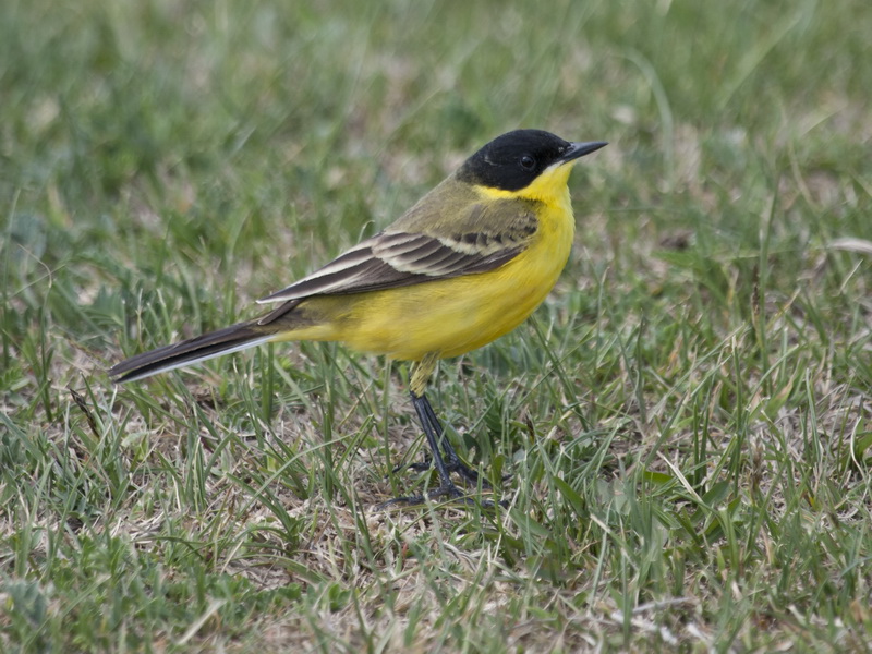 Sarı kuyruksallayan » Western Yellow Wagtail » Motacilla flava