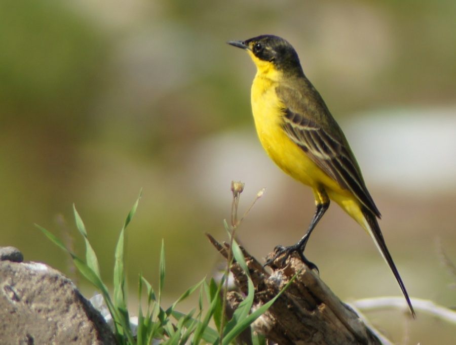 Sarı kuyruksallayan » Western Yellow Wagtail » Motacilla flava