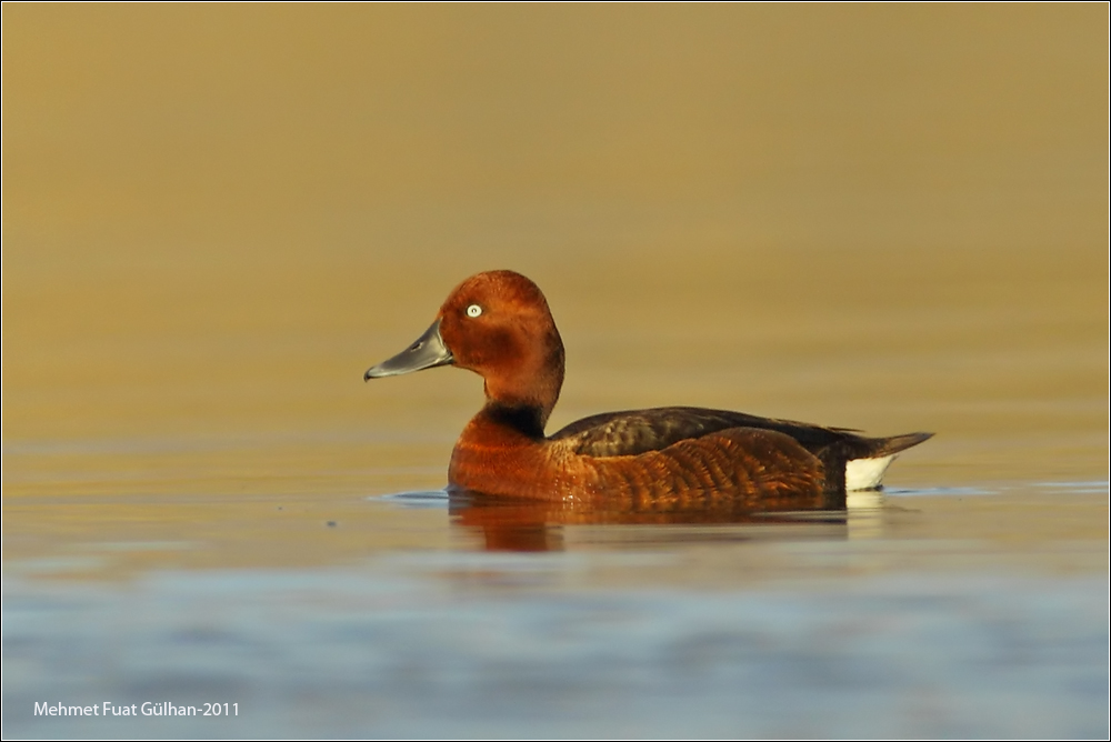 Pasbaş patka » Ferruginous Duck » Aythya nyroca
