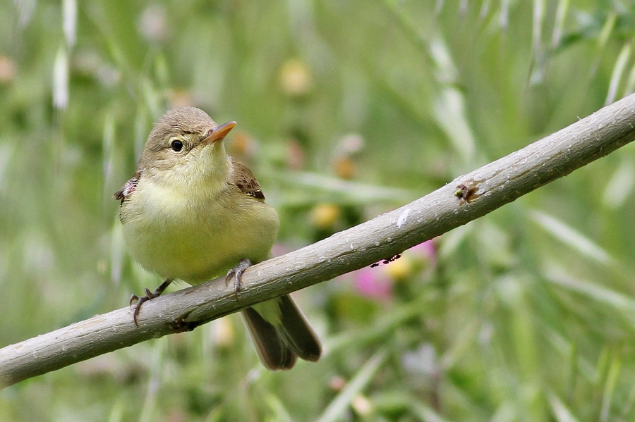 Sarı mukallit » Icterine Warbler » Hippolais icterina