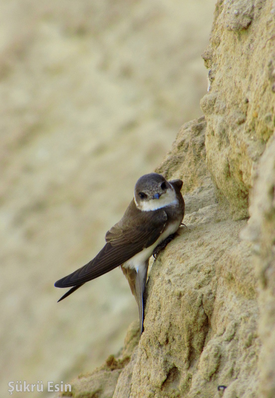 Kum kırlangıcı » Sand Martin » Riparia riparia