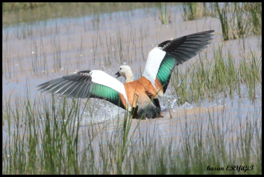 Angıt » Ruddy Shelduck » Tadorna ferruginea