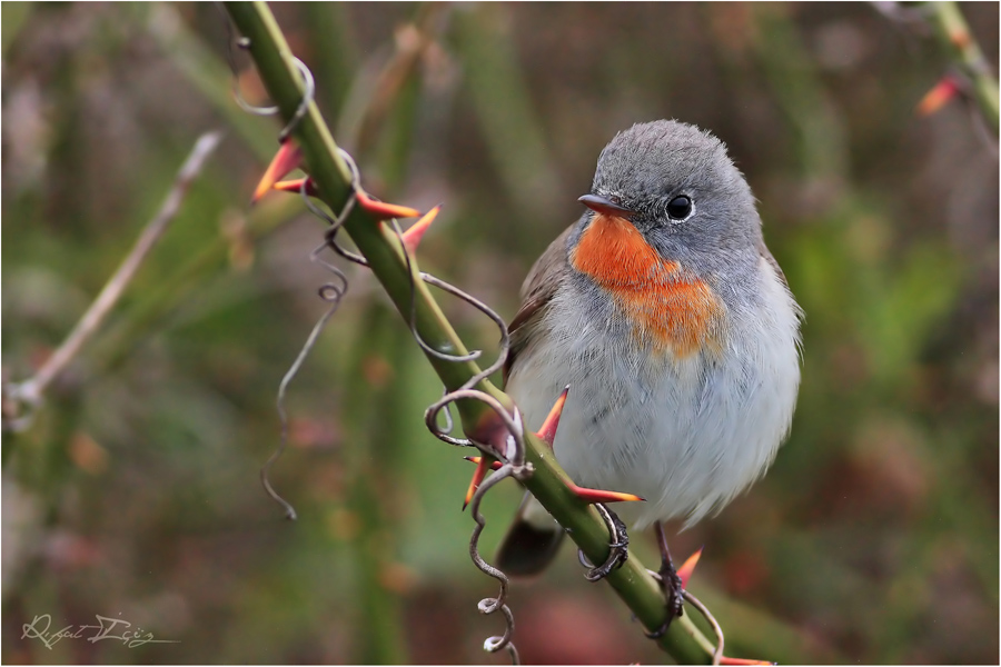 Küçük sinekkapan » Red-breasted Flycatcher » Ficedula parva