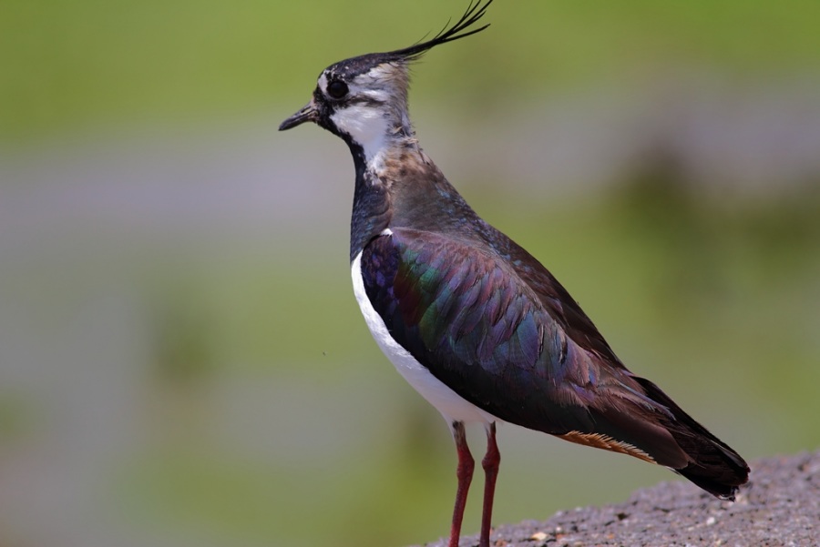 Kızkuşu » Northern Lapwing » Vanellus vanellus