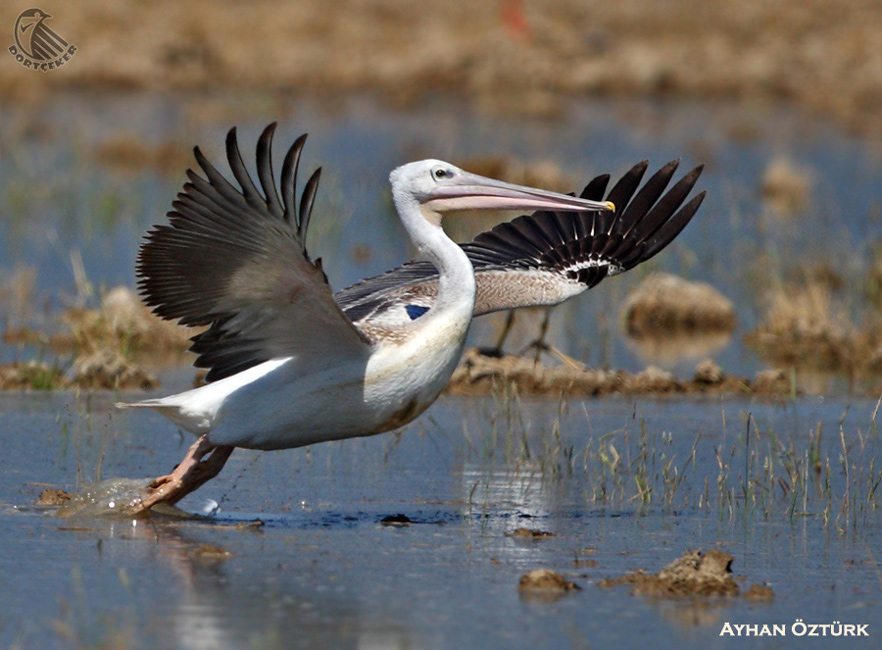 Küçük pelikan » Pink-backed Pelican » Pelecanus rufescens