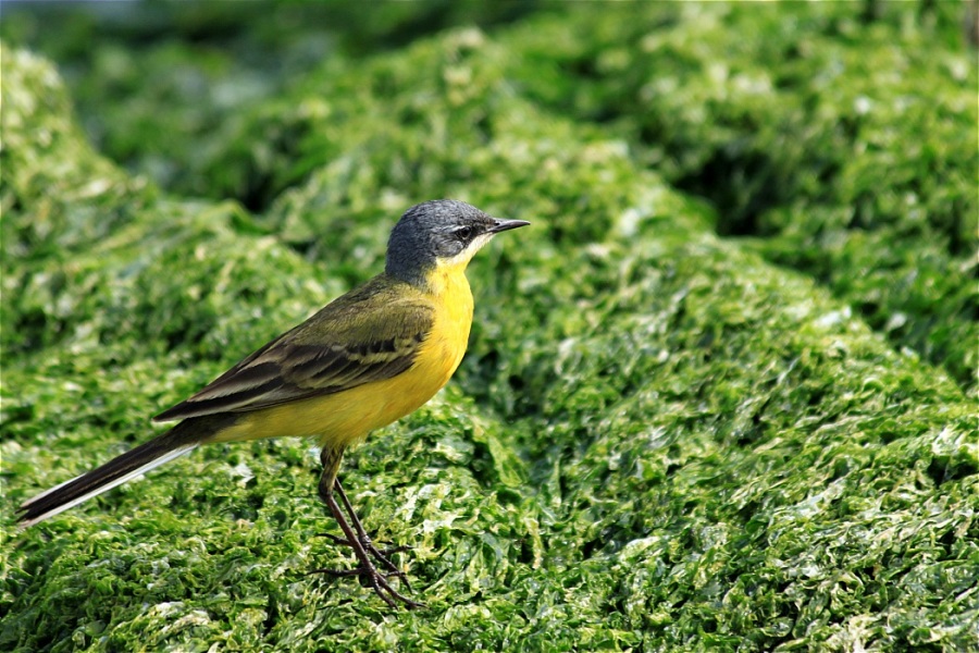 Sarı kuyruksallayan » Western Yellow Wagtail » Motacilla flava