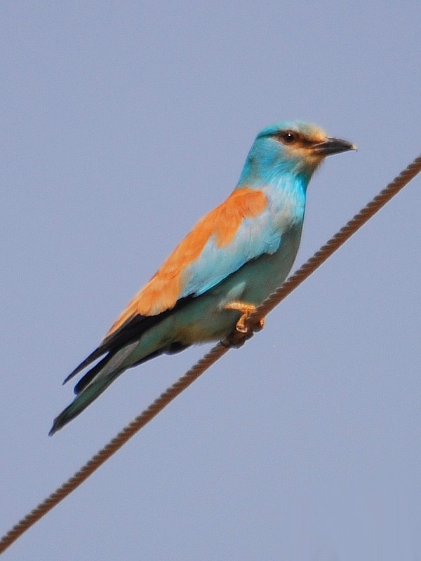 Gökkuzgun » European Roller » Coracias garrulus