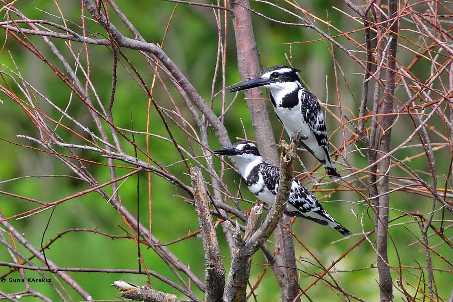 Alaca yalıçapkını » Pied Kingfisher » Ceryle rudis