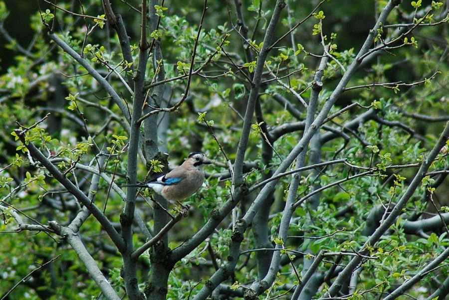 Alakarga » Eurasian Jay » Garrulus glandarius