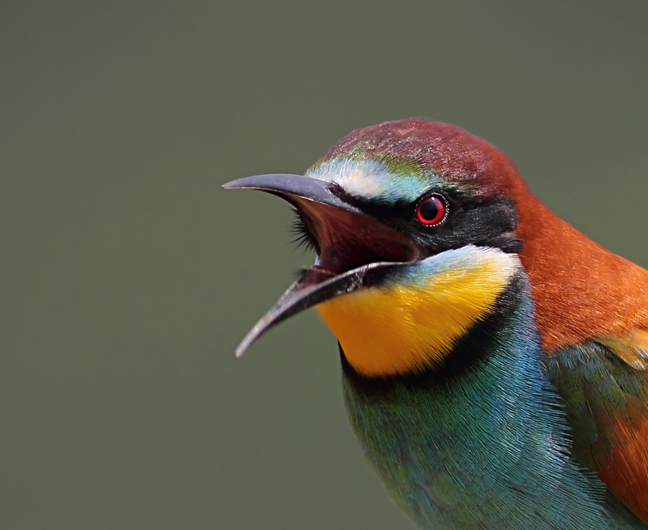 Arıkuşu » European Bee-eater » Merops apiaster