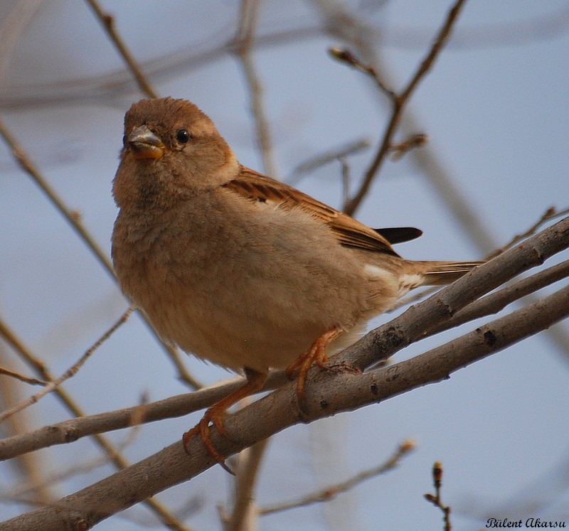 Serçe » House Sparrow » Passer domesticus