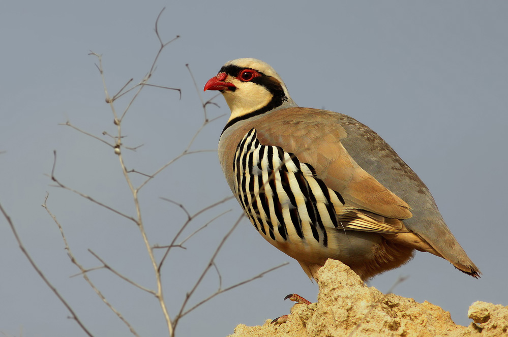 Kınalı keklik » Chukar Partridge » Alectoris chukar