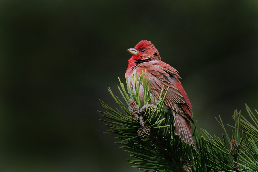 Çütre » Common Rosefinch » Carpodacus erythrinus