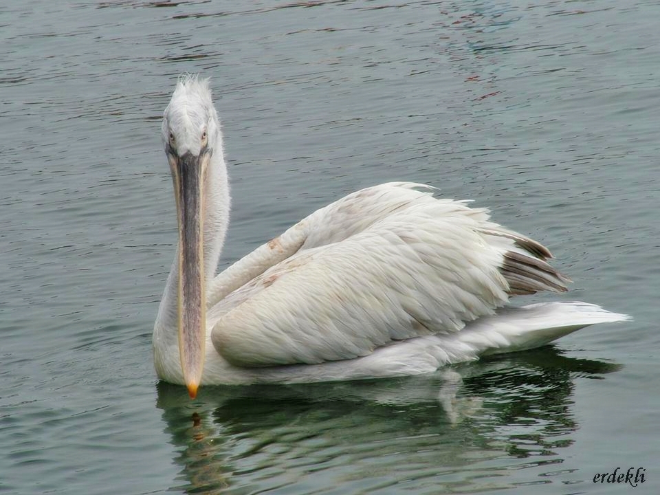 Tepeli pelikan » Dalmatian Pelican » Pelecanus crispus