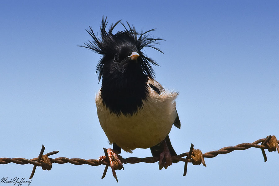 Alasığırcık » Rosy Starling » Pastor roseus