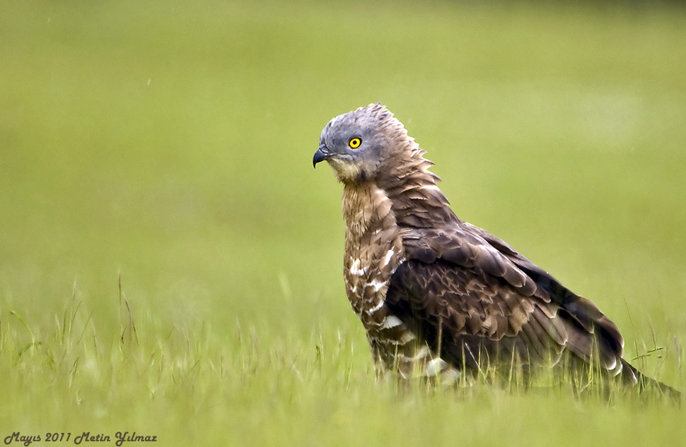 Arı şahini » European Honey Buzzard » Pernis apivorus