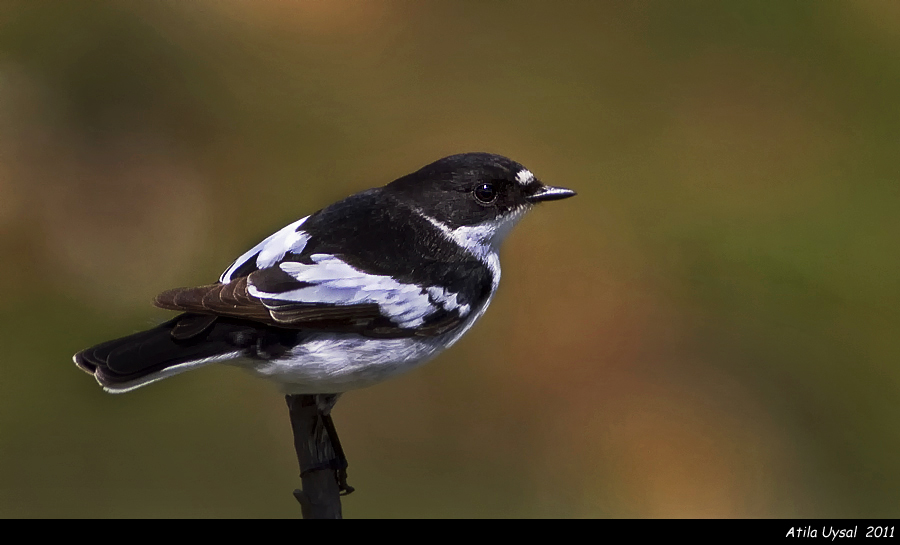 Alaca sinekkapan » Semicollared Flycatcher » Ficedula semitorquata
