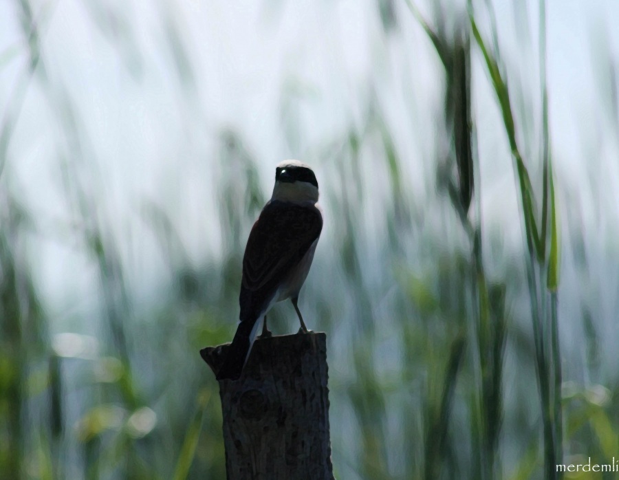 Kızılsırtlı örümcekkuşu » Red-backed Shrike » Lanius collurio