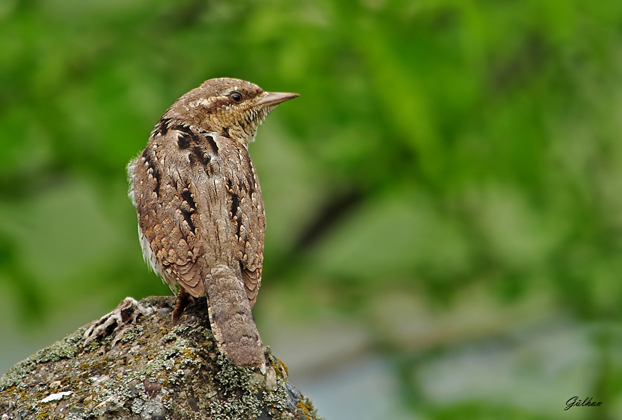 Boyunçeviren » Eurasian Wryneck » Jynx torquilla