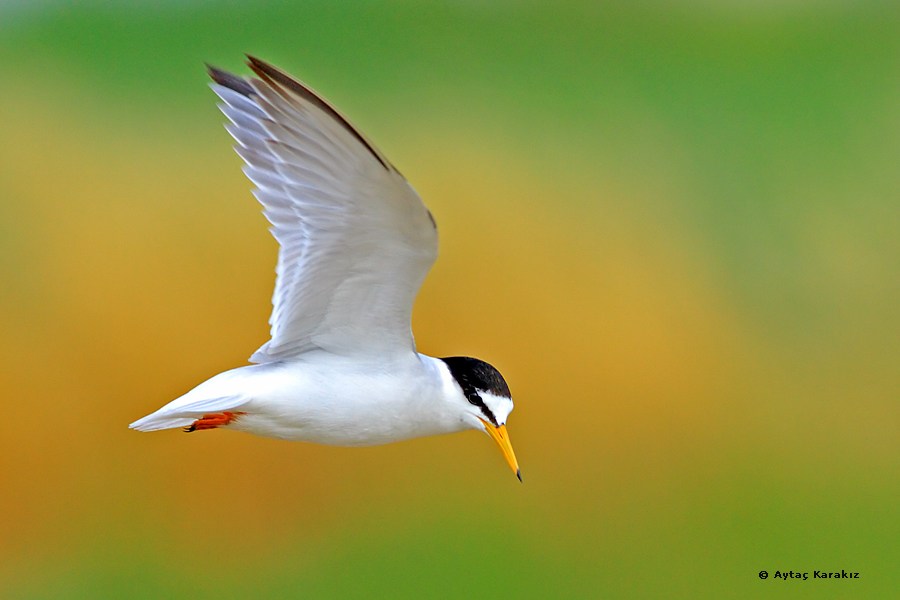 Küçük sumru » Little Tern » Sternula albifrons