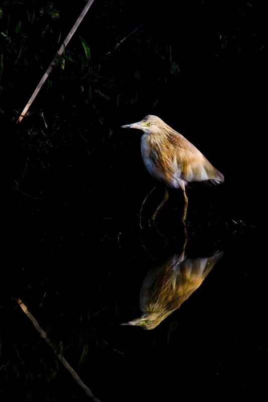 Alaca balıkçıl » Squacco Heron » Ardeola ralloides