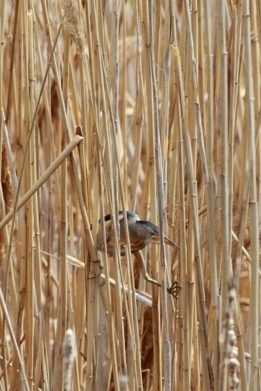 Küçük balaban » Little Bittern » Botaurus minutus