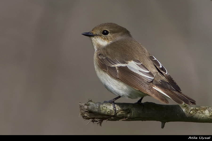 Kara sinekkapan » European Pied Flycatcher » Ficedula hypoleuca