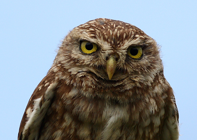 Kukumav » Little Owl » Athene noctua