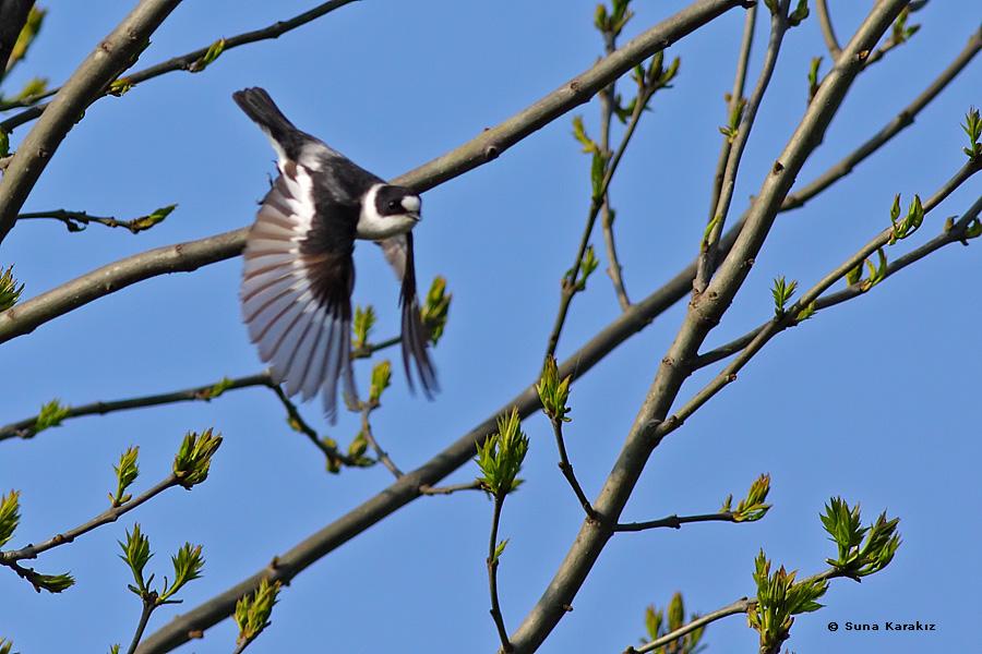 Halkalı sinekkapan » Collared Flycatcher » Ficedula albicollis