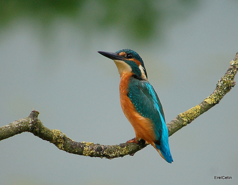 Yalıçapkını » Common Kingfisher » Alcedo atthis