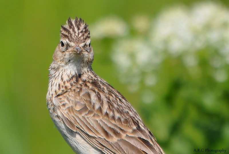 Tepeli toygar » Crested Lark » Galerida cristata