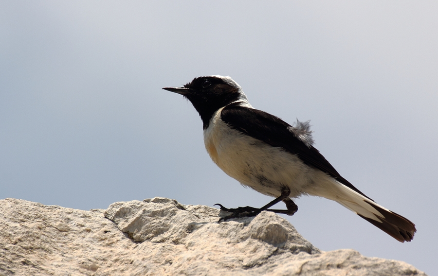 Karakulaklı kuyrukkakan » Black-eared Wheatear » Oenanthe melanoleuca