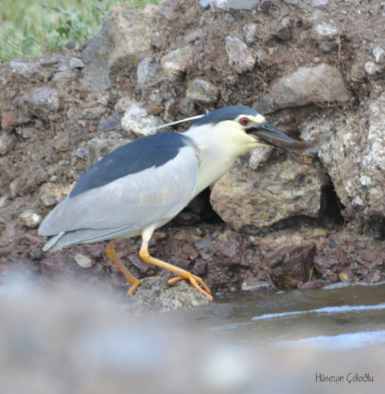 Gece balıkçılı » Black-crowned Night Heron » Nycticorax nycticorax