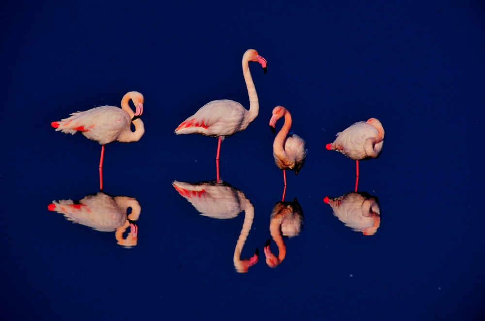 Flamingo » Greater Flamingo » Phoenicopterus roseus