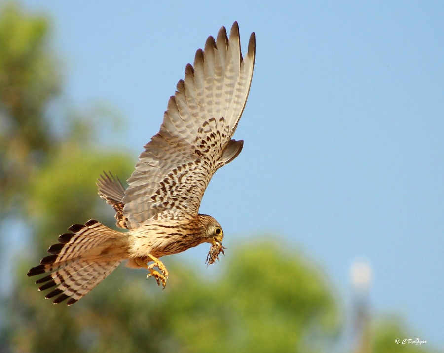 Küçük kerkenez » Lesser Kestrel » Falco naumanni