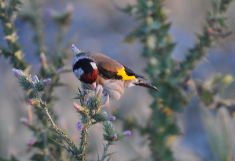 Saka » European Goldfinch » Carduelis carduelis