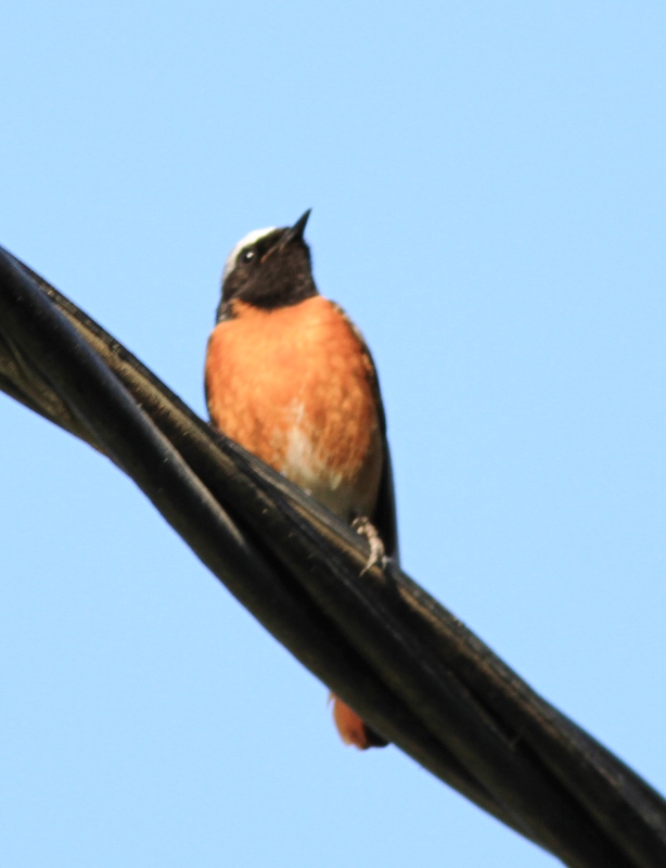 Kızılkuyruk » Common Redstart » Phoenicurus phoenicurus