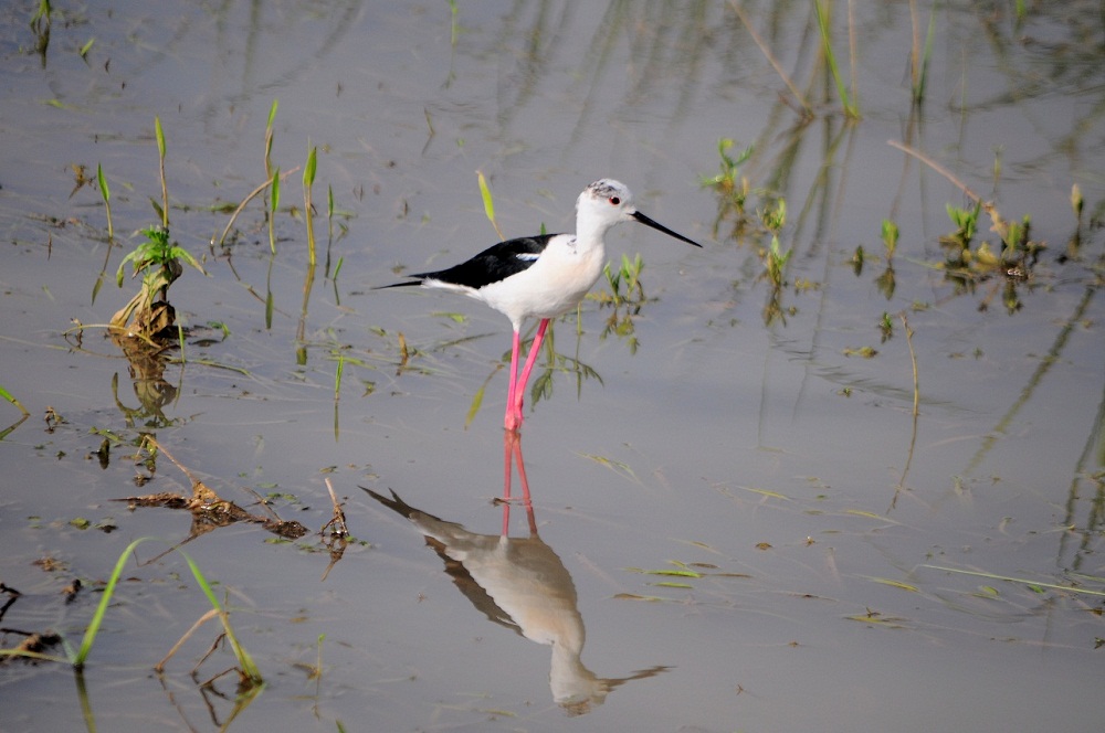 Uzunbacak » Black-winged Stilt » Himantopus himantopus