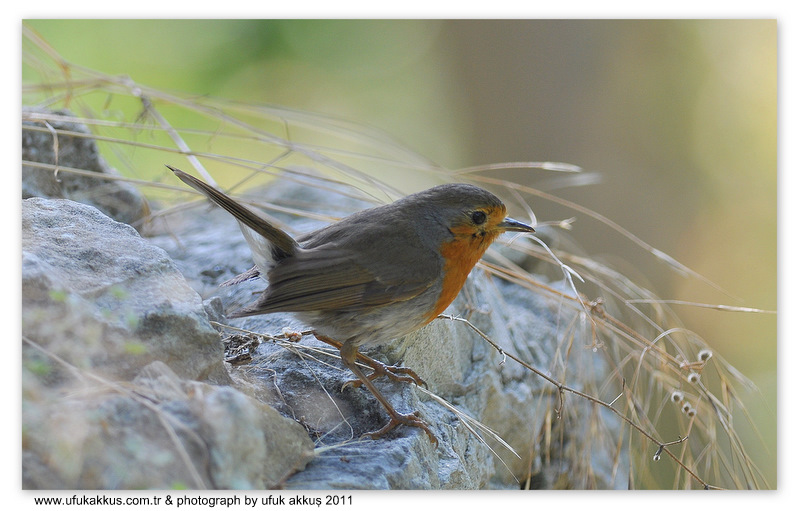 Kızılgerdan » European Robin » Erithacus rubecula