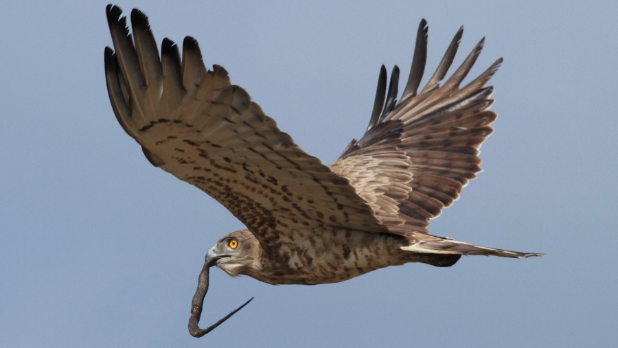 Yılan kartalı » Short-toed Snake Eagle » Circaetus gallicus