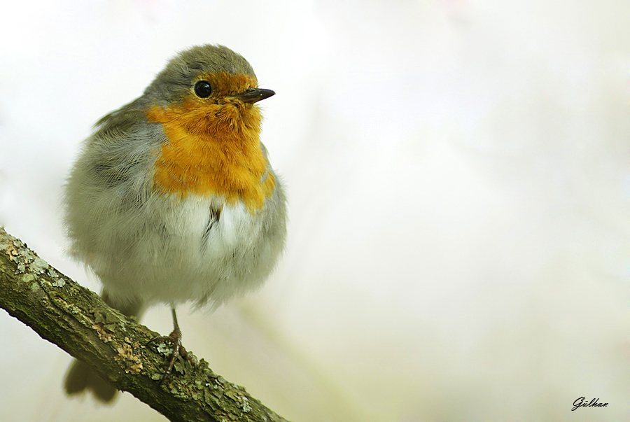 Kızılgerdan » European Robin » Erithacus rubecula