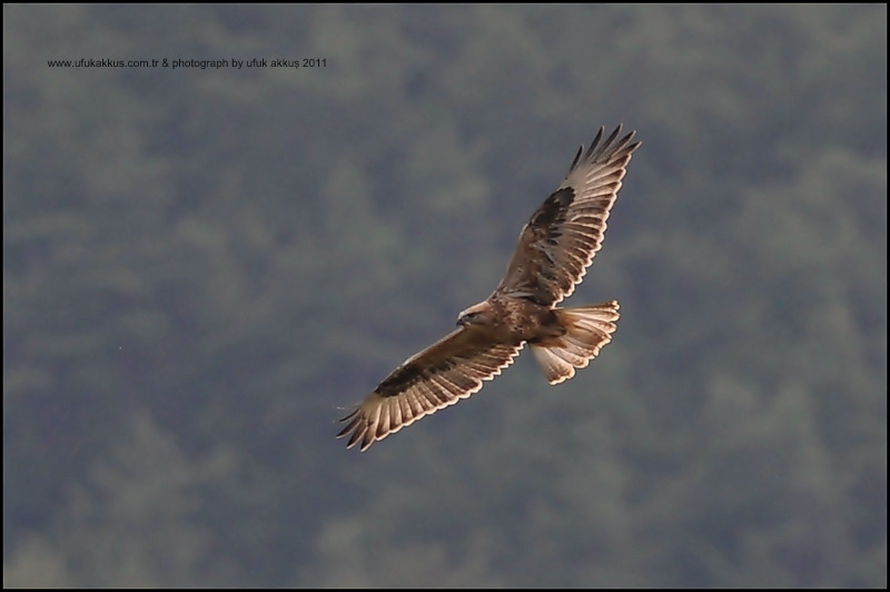 Kızıl şahin » Long-legged Buzzard » Buteo rufinus