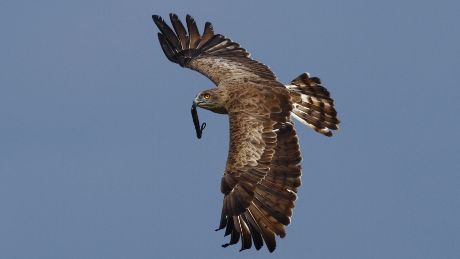 Yılan kartalı » Short-toed Snake Eagle » Circaetus gallicus
