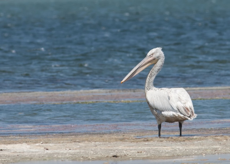 Tepeli pelikan » Dalmatian Pelican » Pelecanus crispus