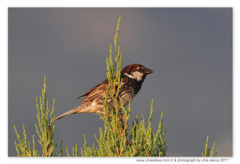 Söğüt serçesi » Spanish Sparrow » Passer hispaniolensis