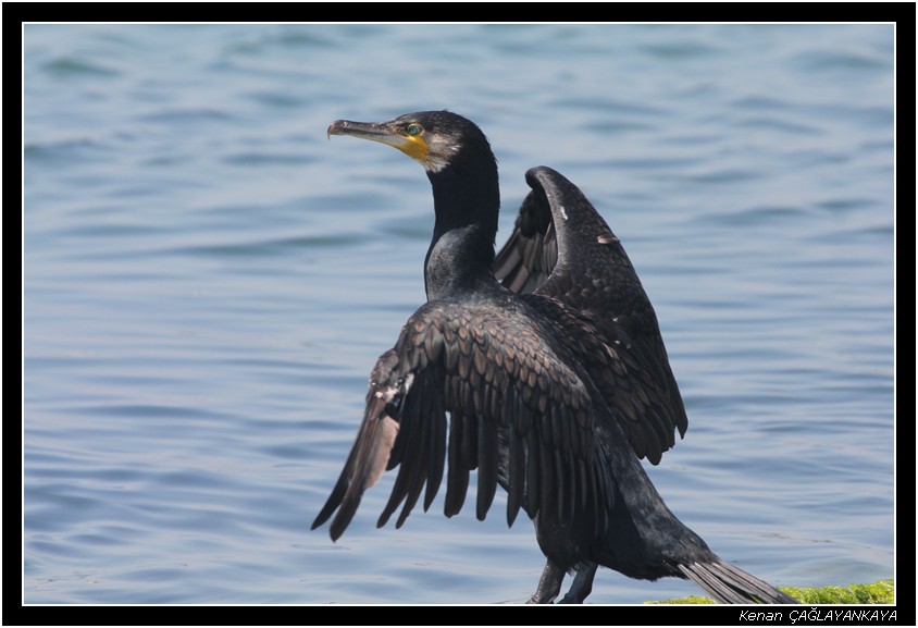 Karabatak » Great Cormorant » Phalacrocorax carbo