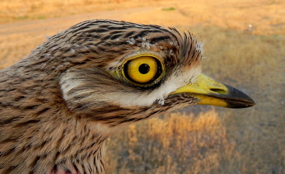 Kocagöz » Eurasian Stone-curlew » Burhinus oedicnemus