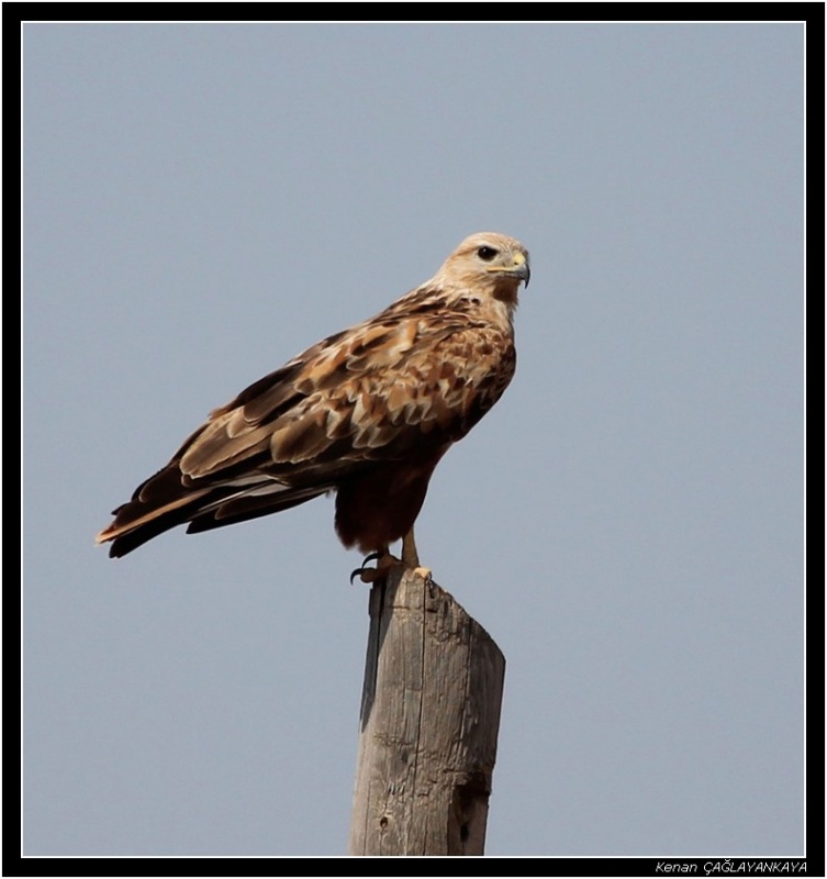 Kızıl şahin » Long-legged Buzzard » Buteo rufinus