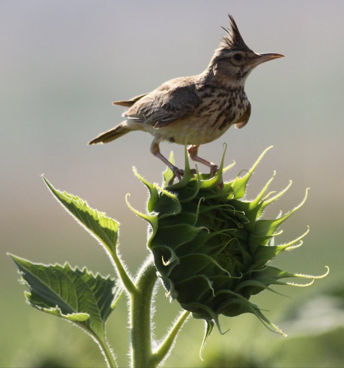 Tepeli Toygar » Crested Lark » Galerida cristata